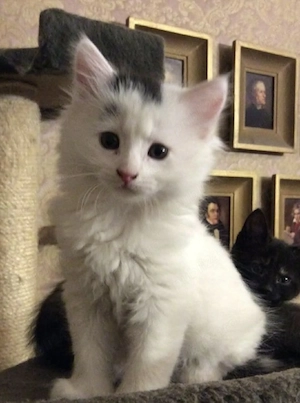 Ragdoll puiuți frumoși 