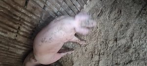 Porci de rasa landrace și marele alb - imagine 2
