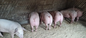 Porci de rasa landrace și marele alb