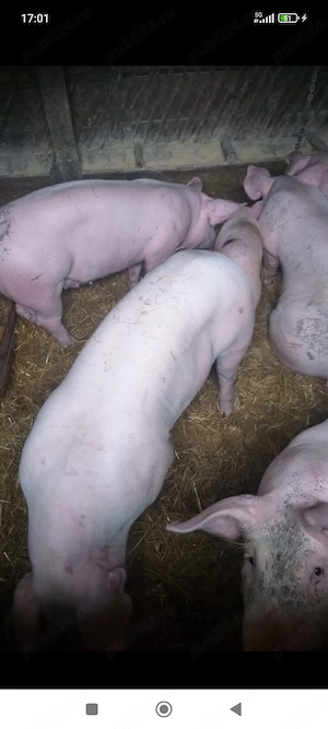 Porci de rasa landrace și marele alb - imagine 5