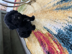 Bichon de vânzare 