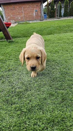 Labrador Retriever Pedigree tip A - imagine 3