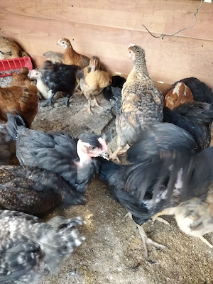 de vânzare pui  de țară 