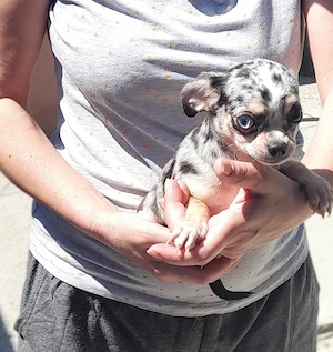 Puisori rari si superbi de Chihuahua cu ochii albastri - imagine 3