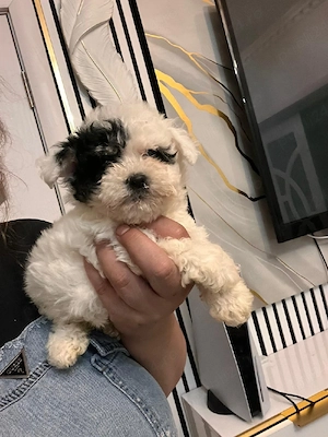 bichon havanez  - imagine 3