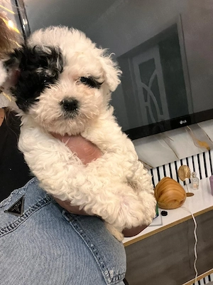 bichon havanez  - imagine 2