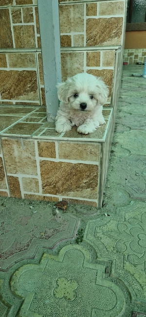 bichon maltez mini toy - imagine 3
