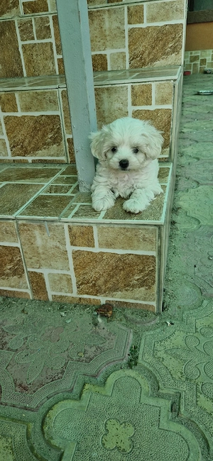 bichon maltez mini toy - imagine 2