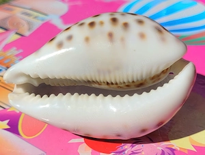 Scoica Cypraea tigris