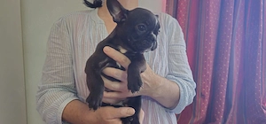 femela bulldog francez - imagine 3