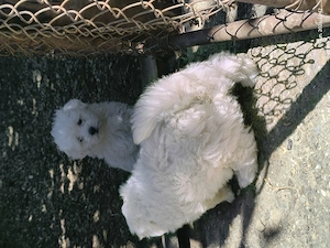 Căței bichon maltez  - imagine 2