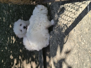 Căței bichon maltez  - imagine 5