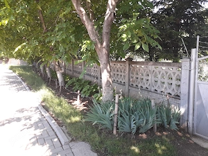 Vând grădină în Tg.Frumos