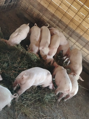 Disponibili tată landras pur mama marele alb - imagine 2
