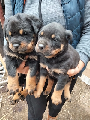 cățeluși rottwailer 