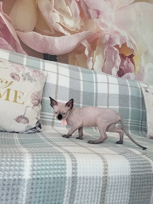 Pisica Sfinx Sphinx  Sphynx - imagine 4
