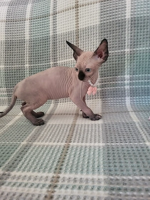 Pisica Sfinx Sphinx  Sphynx