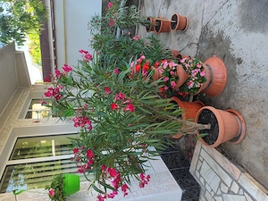Vand leandri in Ploiesti