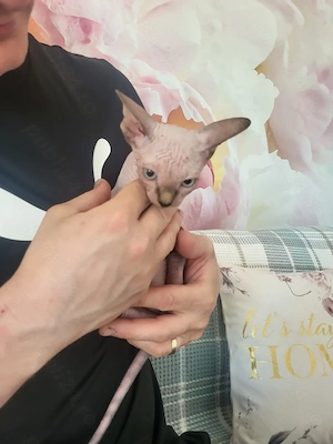 Pisica Sfinx, Sphynx sphinx - imagine 5