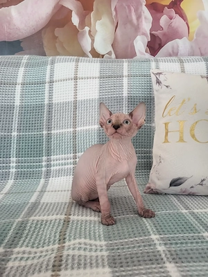 Pisica Sfinx, Sphynx sphinx - imagine 3