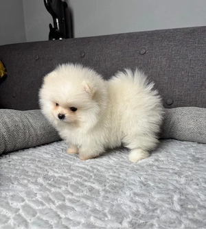 Pomeranian Boo Mini Toy  - imagine 4