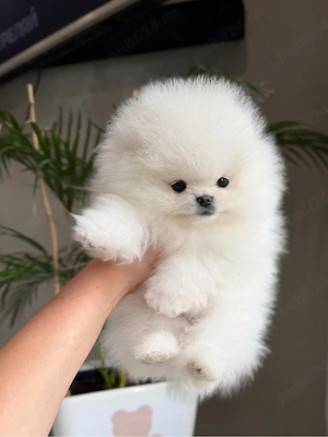 Pomeranian Boo Mini Toy  - imagine 3