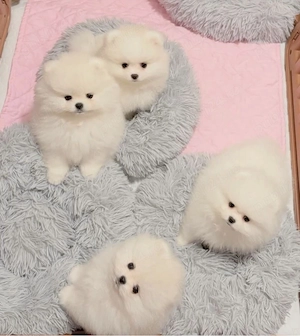 Pomeranian Boo Mini Toy  - imagine 2