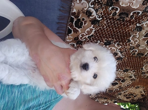 Bichon maltez 7 saptamani