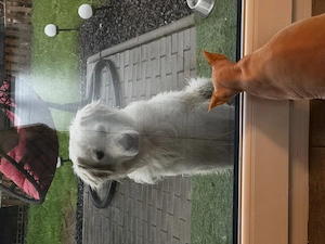 Gratis! Golden Retriver. Donație!