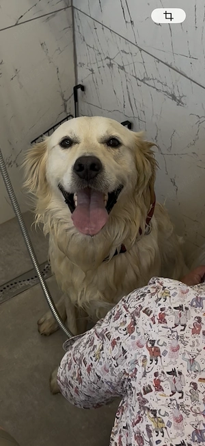 Gratis! Golden Retriver. Donație! - imagine 2