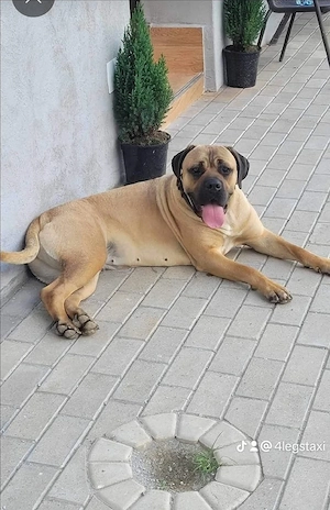Puiuti Cane Corso - imagine 3