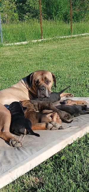 Puiuti Cane Corso - imagine 4