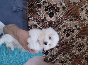 Catel bichon 8 saptamani 