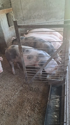 Porci de vânzare 