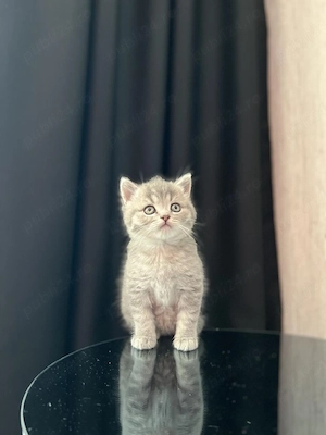 British shorthair