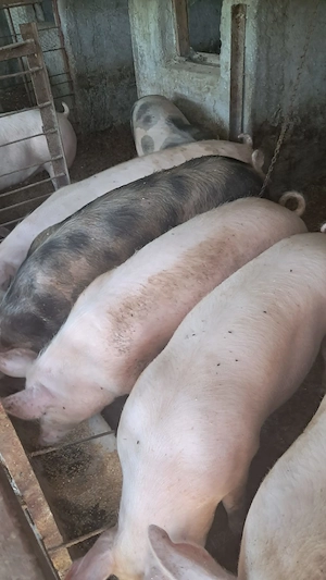 Porci de vânzare  - imagine 2