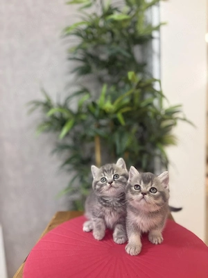 British shorthair puiuți - imagine 2