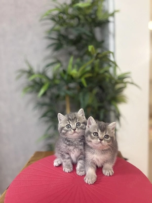 British shorthair puiuți - imagine 3