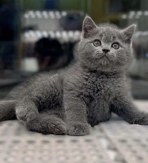 British shorthair pui - imagine 2