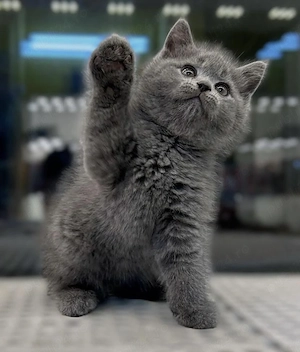 British shorthair pui