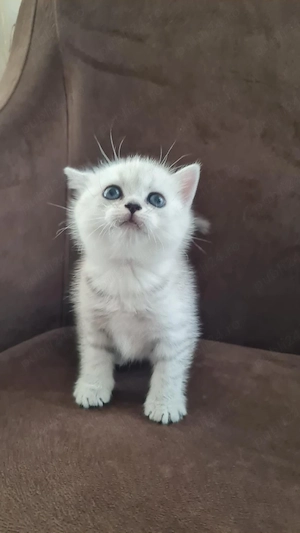 British shorthair pui superbi - imagine 2