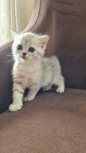 British shorthair pui superbi - imagine 3