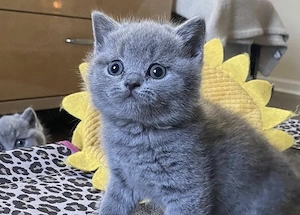 British shorthair pui 2 luni 