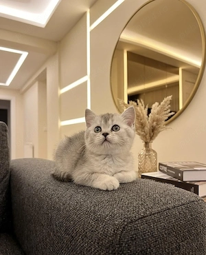 British shorthair !