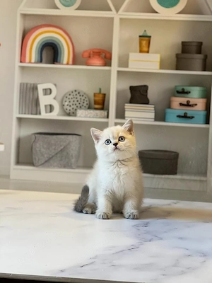 British shorthair frumoși  - imagine 4