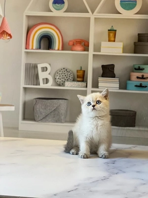 British shorthair frumoși  - imagine 3