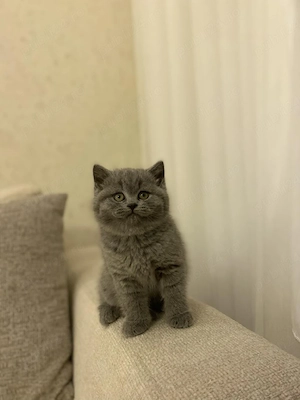 British shorthair puiuți