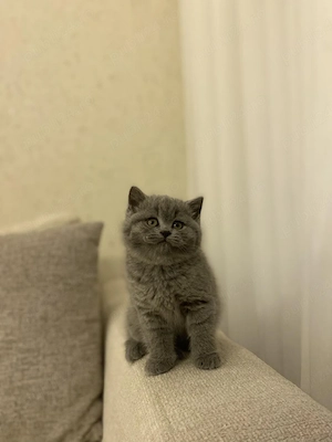 British shorthair puiuți - imagine 2