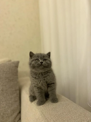 British shorthair puiuți - imagine 3
