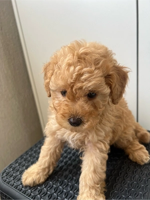 maltipoo mini toy apricot 